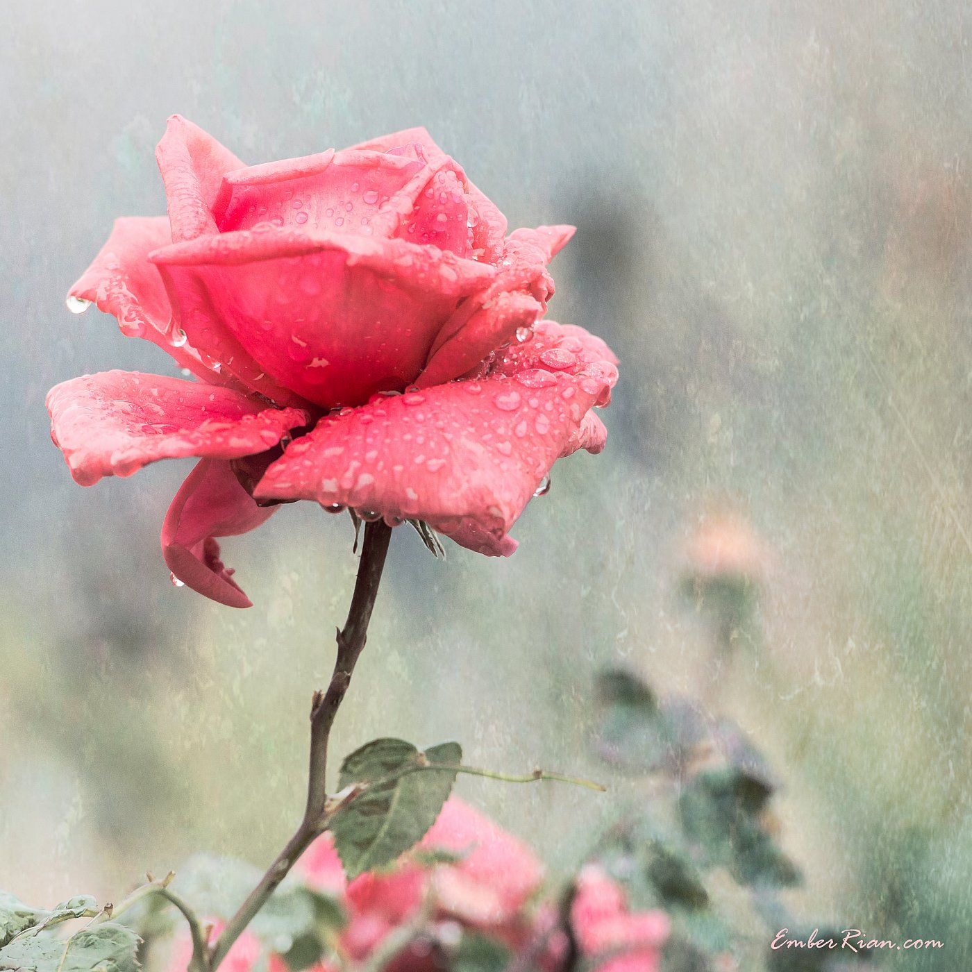 Winter Storm Rose in Lake Elsinore.jpg